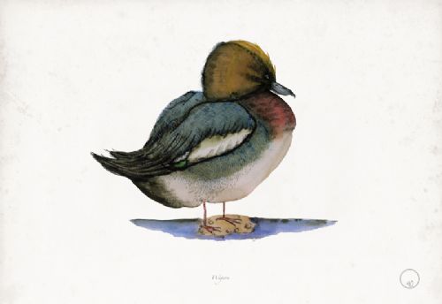 Wigeon art print by Tony Fernandes